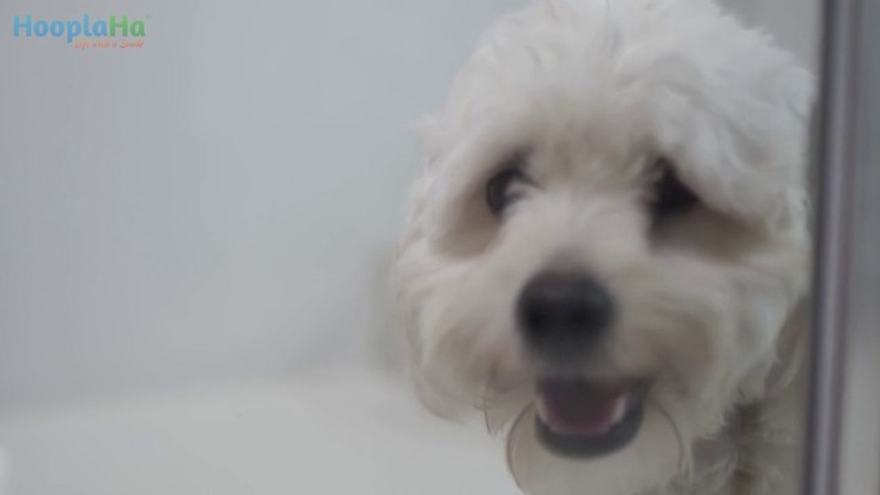 Pet Photo Booth Helps Shelter Dogs Get Adopted