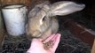 Rabbit eating, hand feeding rabbits