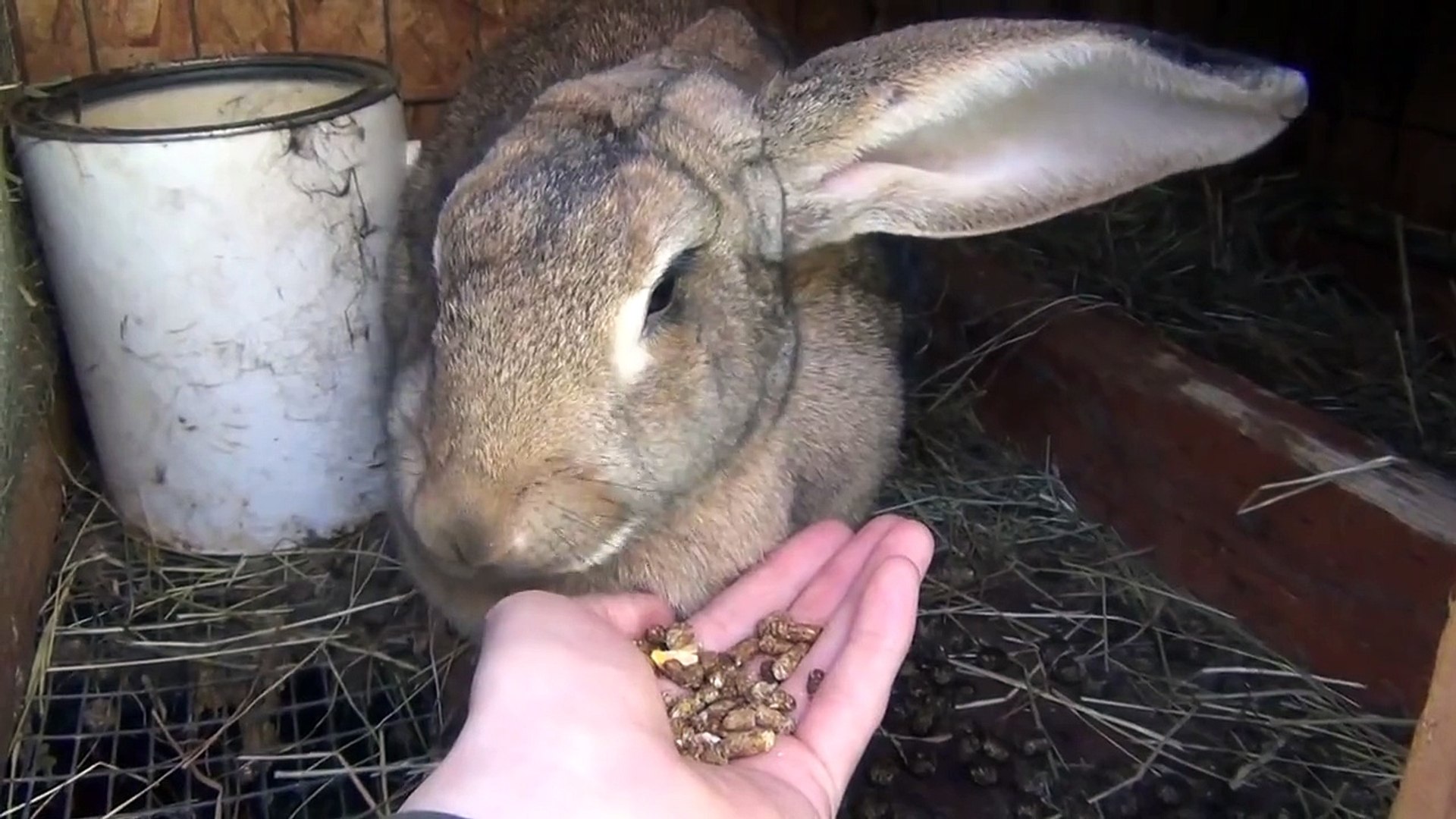 Rabbit eating, hand feeding rabbits