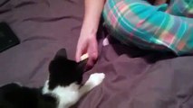Smart Kitten With Extra Toes Teaches Her Human Fetch