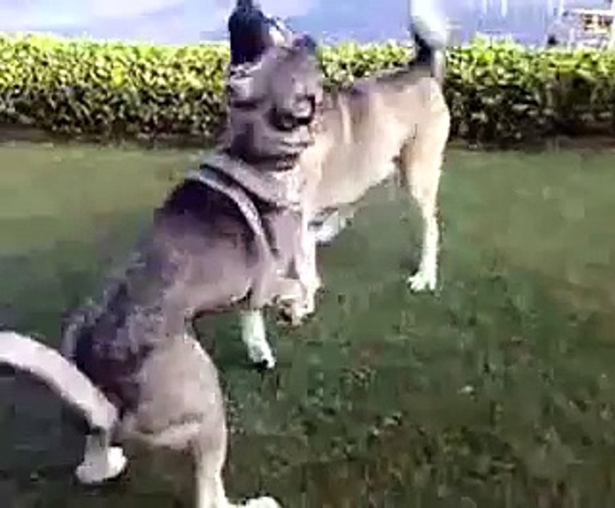 Kurdish Kangal Vs.Kurdish Kangal Dog Fight (New)