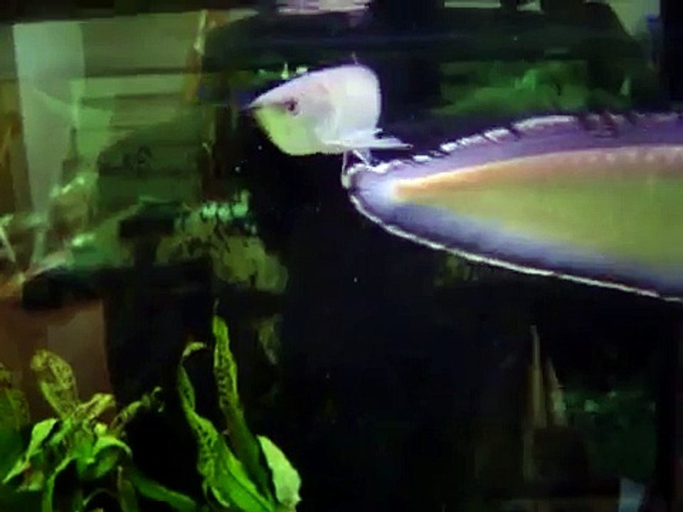 Black Arowanas