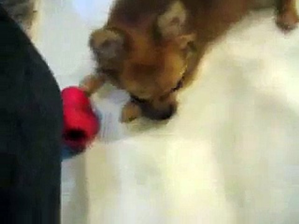 Milo and his KONG