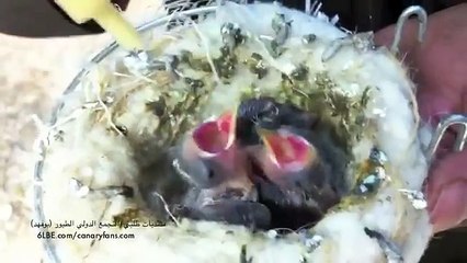 إنتاج الحسون لسنة 2011 لمحمد العازمي