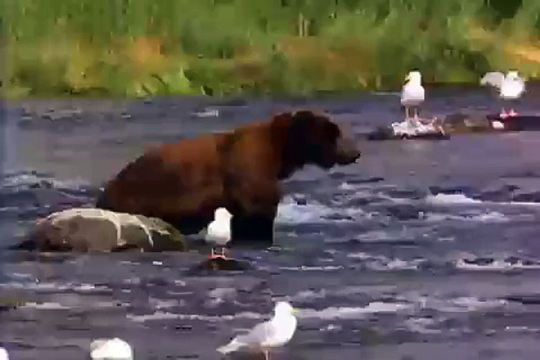 el oso xxx