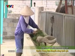 Mô hình nuôi đà điểu hiệu quả cao