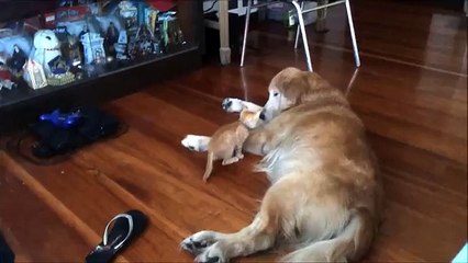 Un chaton qui a grandi avec un chien devenu son meilleur ami