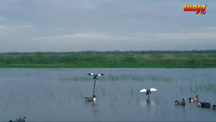 You have heard about skipping stones across water