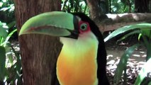 Beautiful Birds Of The World Video: Toucan Birds: Colorful Birds: The Toucan
