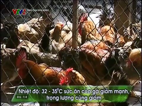 Kỹ thuật chăm sóc gà đẻ trong mùa nóng