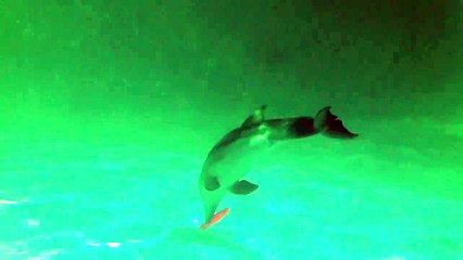 Our baby dolphin at Clearwater Marine Aquarium