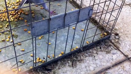 Jaula para capturar palomas con trampilla antirretorno