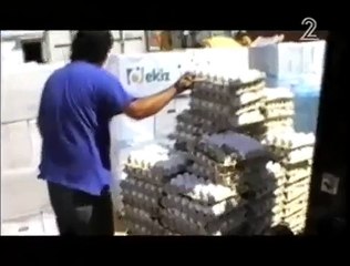 כלבוטק-ביצים