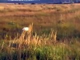 Searching for wild quails with Irish setter & English pointer