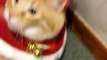 Orange Tabby Cat dressed as Santa Claus