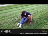 I Love My Pet Dog Rottweiler, How To Give Training To Rottweiler