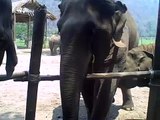 Elephants: Feeding Medo and Max at the Elephant Nature Park