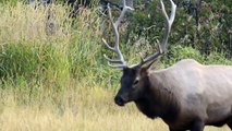 rut crazed bull elk bugling their heads off!