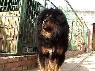 this Tibetan mastiff look like a lion