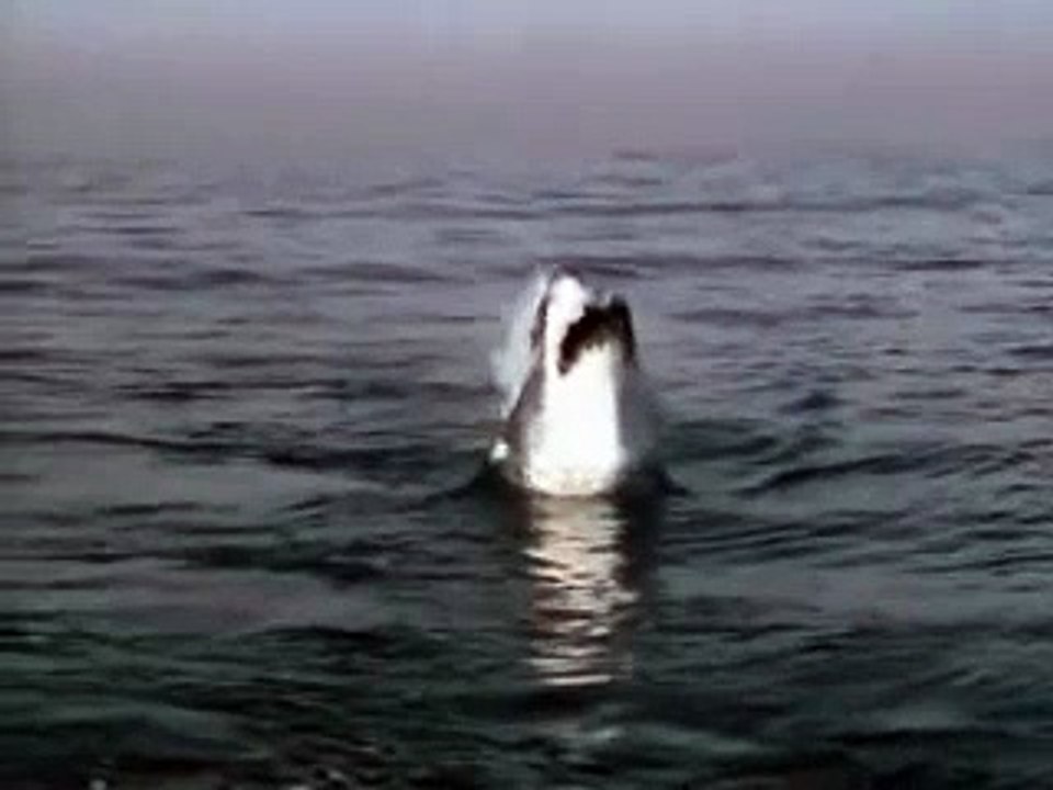 Jump of Shark