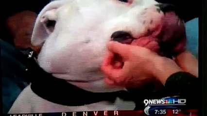 Cão Policial Morde Rosto de Apresentadora ao Vivo