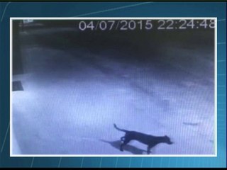 Pitbulls atacam e matam cadela