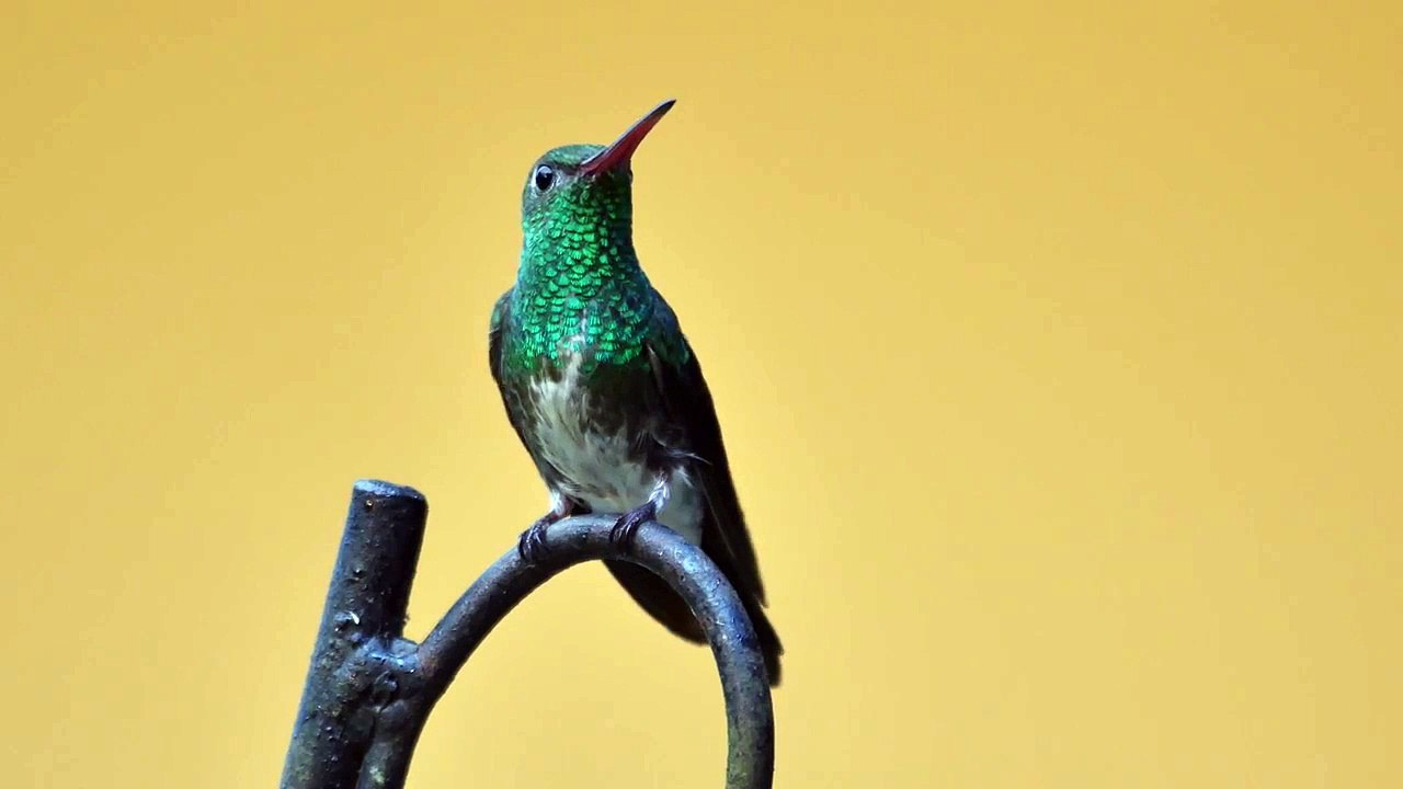 Hummingbird,   Glittering - throated Emerald