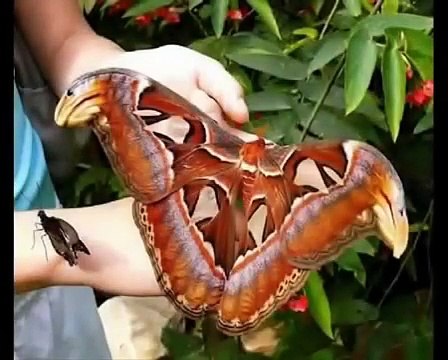 Мир животных - Гигантские животные