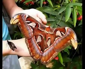 Мир животных - Гигантские животные