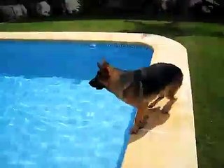 German Shepherd diving into pool