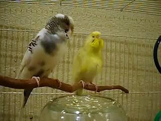 Budgie Singing