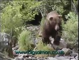 Grizzly bears in Alaska
