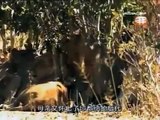 Wildlife Nature Documentary Africa Animals : Lion and Elephant Families in the Wild