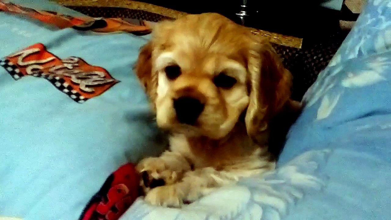 Щенок ми ми ми