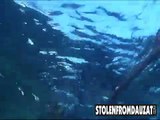 Helldiver Spearfishing Cobia off coast of Lousiana