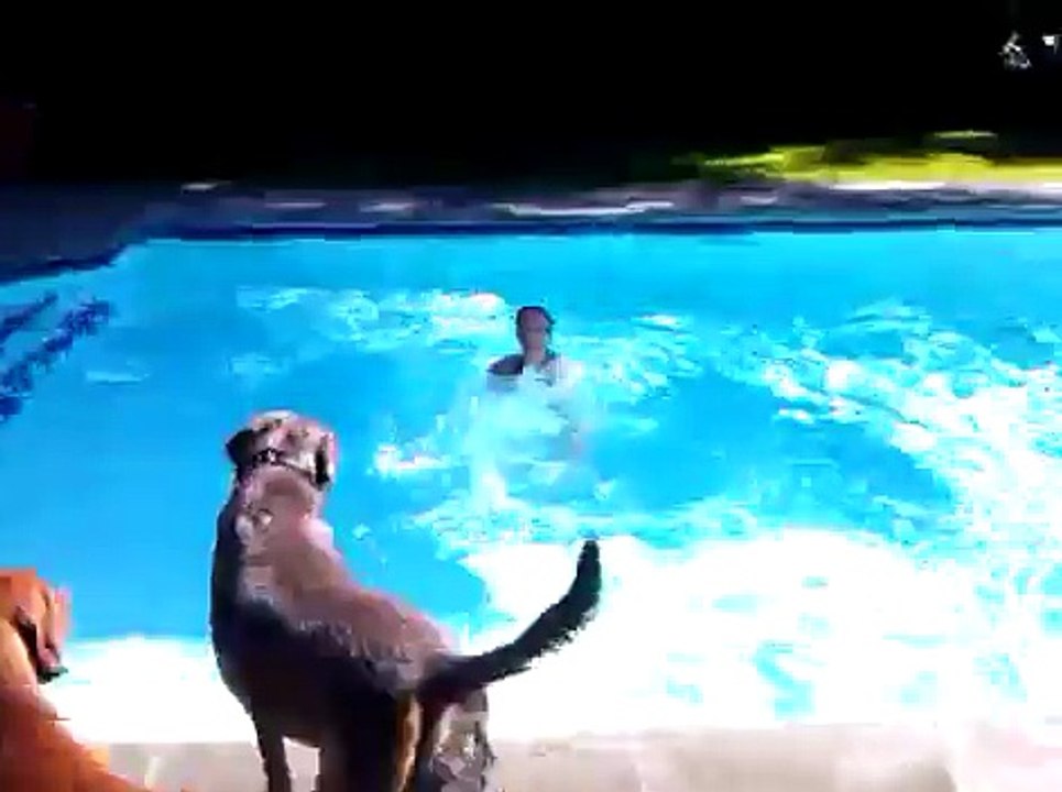 Dog Saving Girl from Drowning