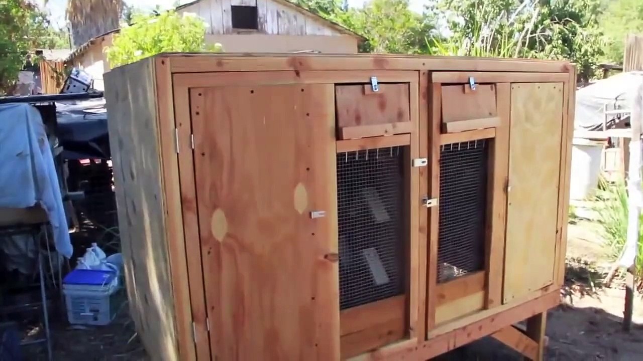 Roller Pigeon Dual Kit Box HD