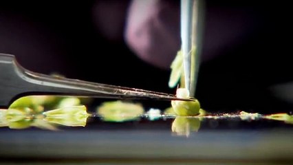 Documental: Una granja para el Futuro