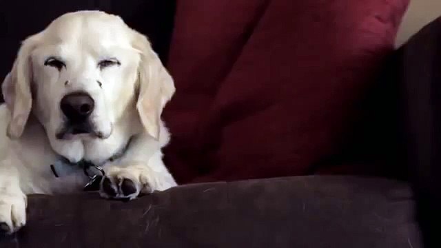 This Is Sid Pasadena Humane Society PSA