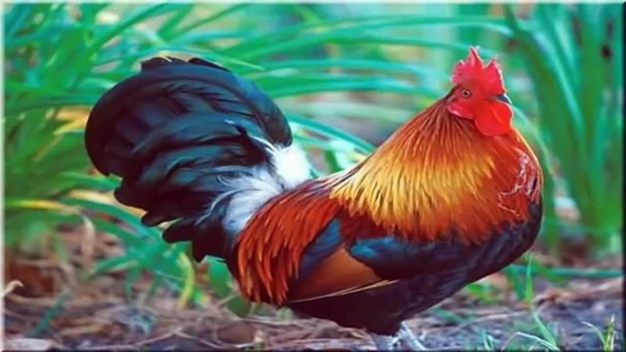 Ali Babanın Çiftliği.mpg(gerçek hayvan sesleri ile)
