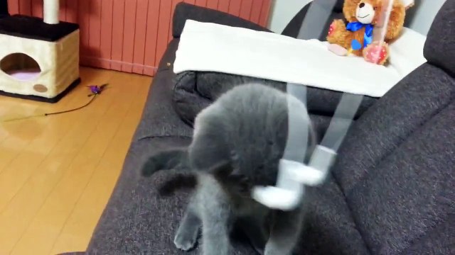 British shorthair kitten play with Headphones (3 months old).ブリティッシュショートヘアの猫.Британский котёнок.
