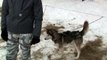 Husky Dog sledding in Latvia @ Forsteri