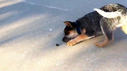 Rauly the Blue Heeler vs Bee