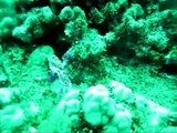 Scuba Diving Mahi; West Side, Oahu, Hawaii