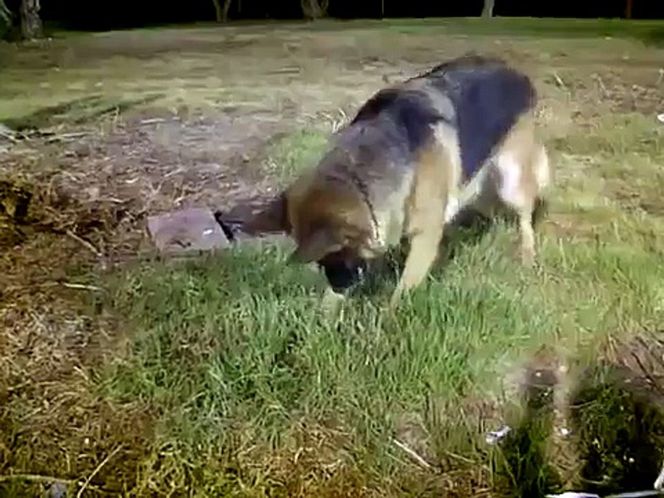 my female german shepherd .[panda is  her name ]