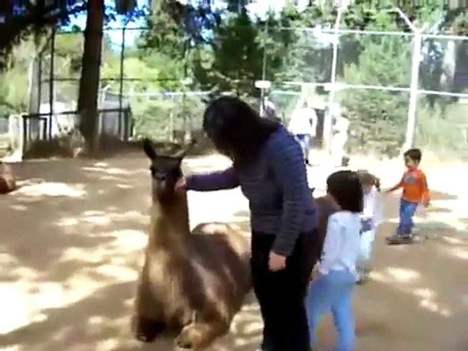 FAIL Llama Riding