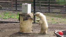 Funny behavior of polar bears in the zoo playing cardboard