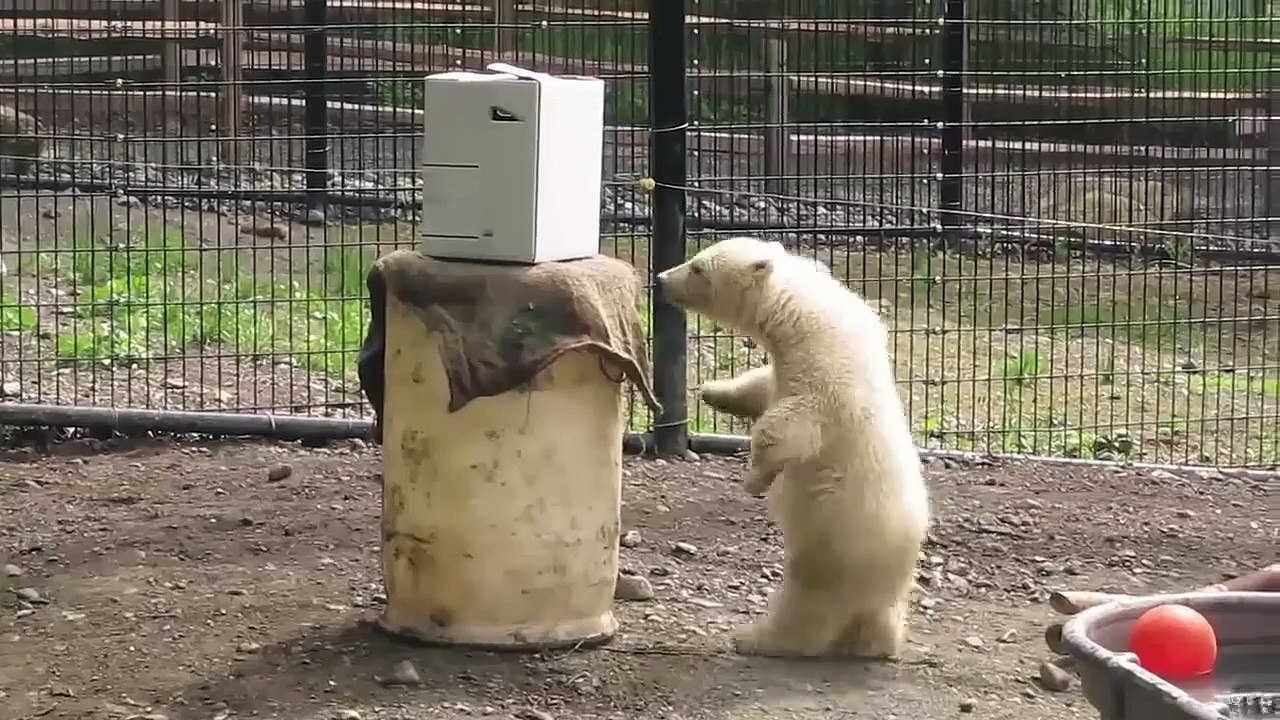 Funny behavior of polar bears in the zoo playing cardboard