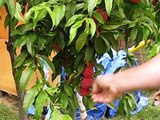 Harvesting Fresh Peaches From Tree - Harvest Peach Fruits When How To Tell Fruit Is Ripe Ready Video