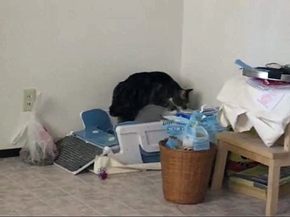 Cat Scratches Litter Box Instead of Litter